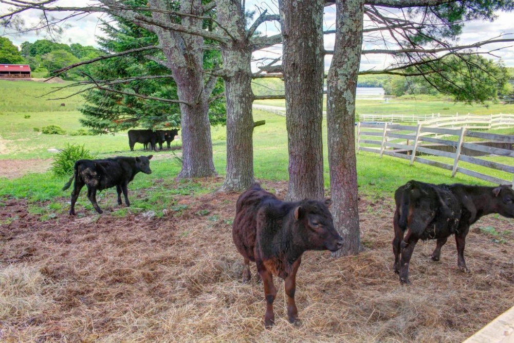 Damariscotta Lakefront Retreat Image 19